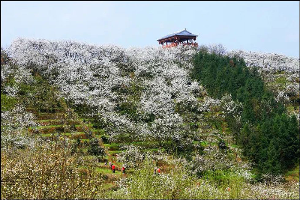 【春天,广西桂林灌阳县向您发出邀请!】我们在灌阳看梨花 - 游山玩水 - 阜阳生活社区 - 阜阳28生活网 fy.28life.com