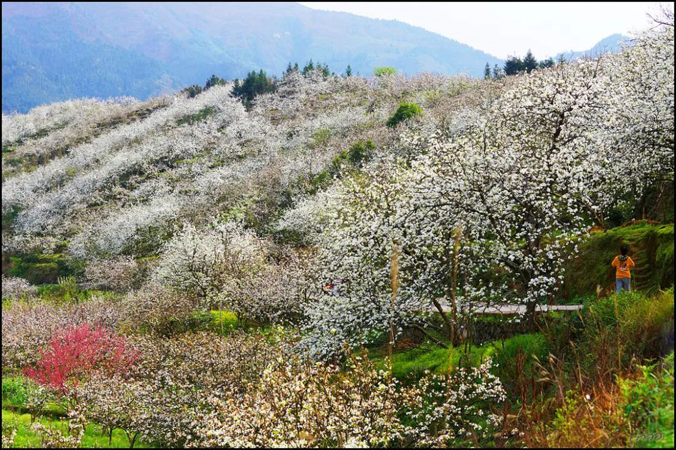 【春天,广西桂林灌阳县向您发出邀请!】我们在灌阳看梨花 - 游山玩水 - 阜阳生活社区 - 阜阳28生活网 fy.28life.com