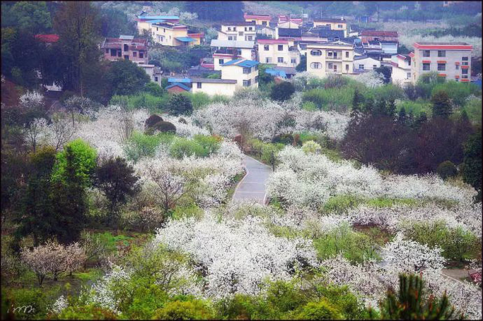 【春天,广西桂林灌阳县向您发出邀请!】我们在灌阳看梨花 - 游山玩水 - 阜阳生活社区 - 阜阳28生活网 fy.28life.com