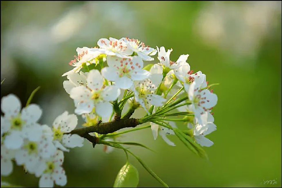 【春天,广西桂林灌阳县向您发出邀请!】我们在灌阳看梨花 - 游山玩水 - 阜阳生活社区 - 阜阳28生活网 fy.28life.com