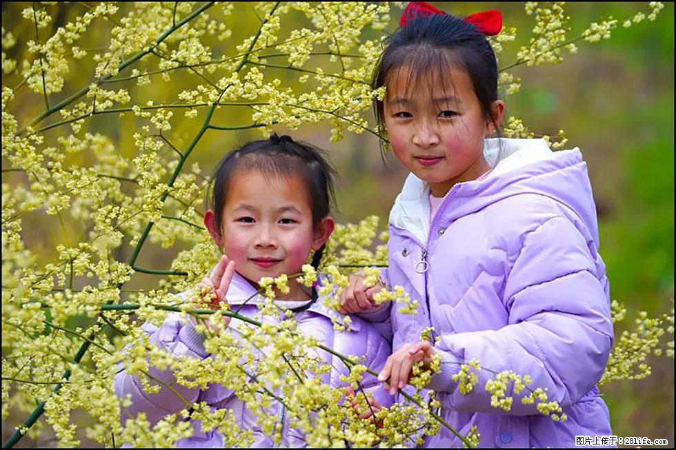 【春天,广西桂林灌阳县向您发出邀请!】米珠山前有片山苍子花在飘香 - 游山玩水 - 阜阳生活社区 - 阜阳28生活网 fy.28life.com