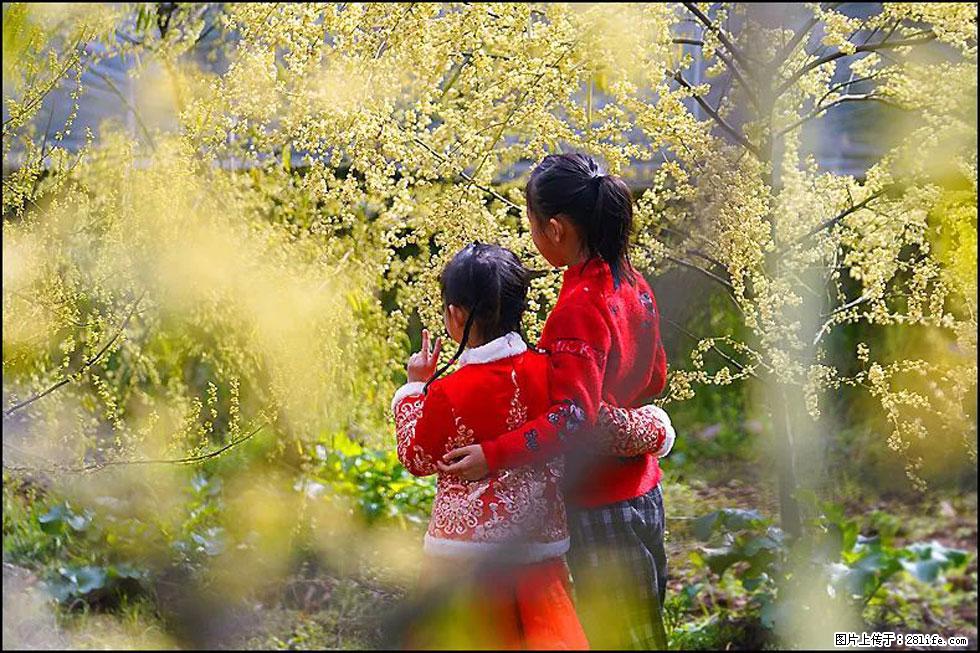 【春天,广西桂林灌阳县向您发出邀请!】米珠山前有片山苍子花在飘香 - 游山玩水 - 阜阳生活社区 - 阜阳28生活网 fy.28life.com