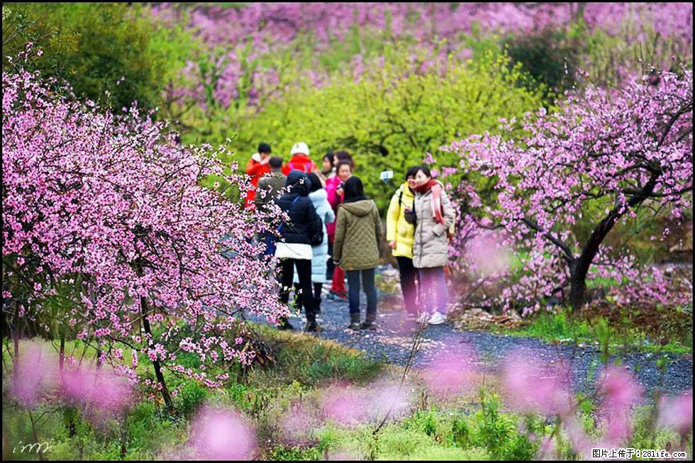 【春天,广西桂林灌阳县向您发出邀请!】官庄村有个醉美的桃花园 - 游山玩水 - 阜阳生活社区 - 阜阳28生活网 fy.28life.com
