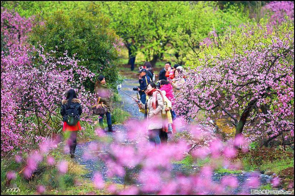 【春天,广西桂林灌阳县向您发出邀请!】官庄村有个醉美的桃花园 - 游山玩水 - 阜阳生活社区 - 阜阳28生活网 fy.28life.com