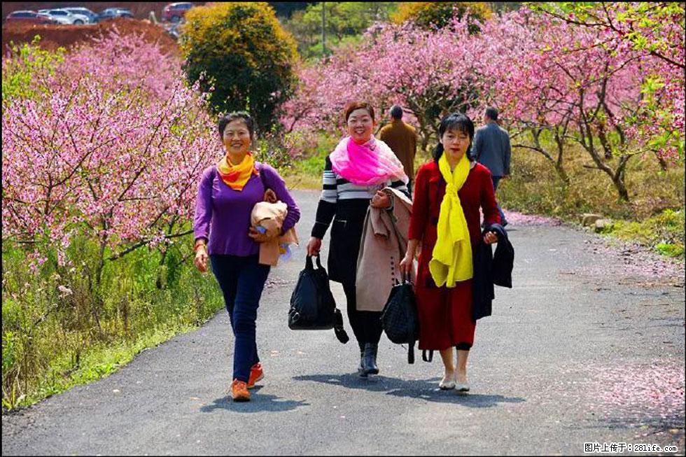 【春天,广西桂林灌阳县向您发出邀请!】官庄村有个醉美的桃花园 - 游山玩水 - 阜阳生活社区 - 阜阳28生活网 fy.28life.com