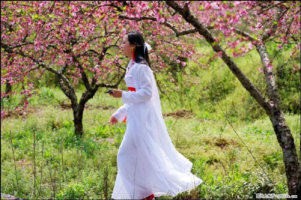 【春天,广西桂林灌阳县向您发出邀请!】官庄村有个醉美的桃花园 - 游山玩水 - 阜阳生活社区 - 阜阳28生活网 fy.28life.com