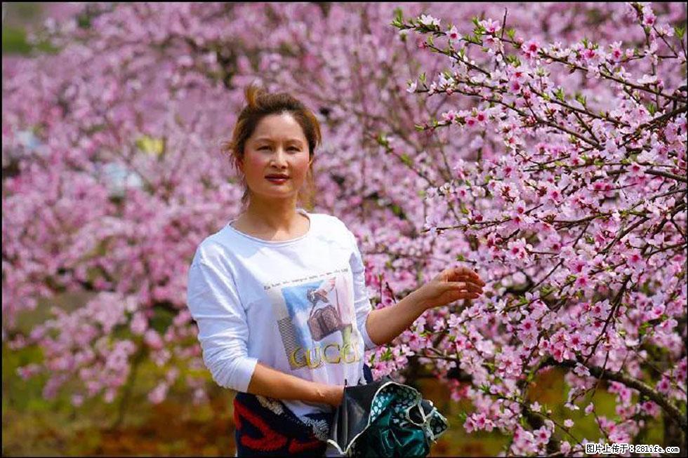 【春天,广西桂林灌阳县向您发出邀请!】官庄村有个醉美的桃花园 - 游山玩水 - 阜阳生活社区 - 阜阳28生活网 fy.28life.com