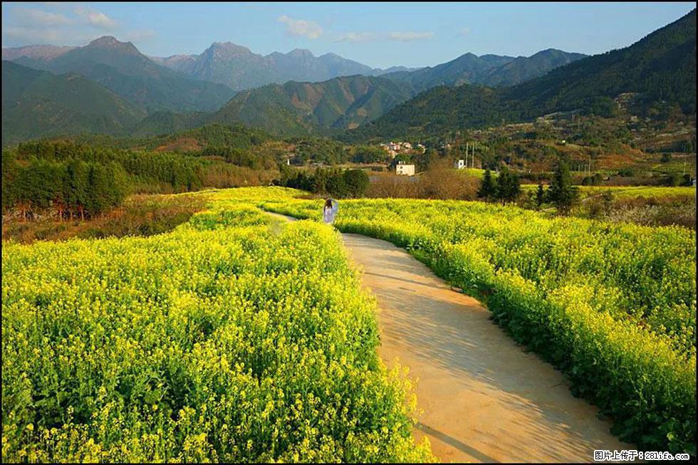 【春天,广西桂林灌阳县向您发出邀请!】长坪村油菜盛情花开 - 游山玩水 - 阜阳生活社区 - 阜阳28生活网 fy.28life.com