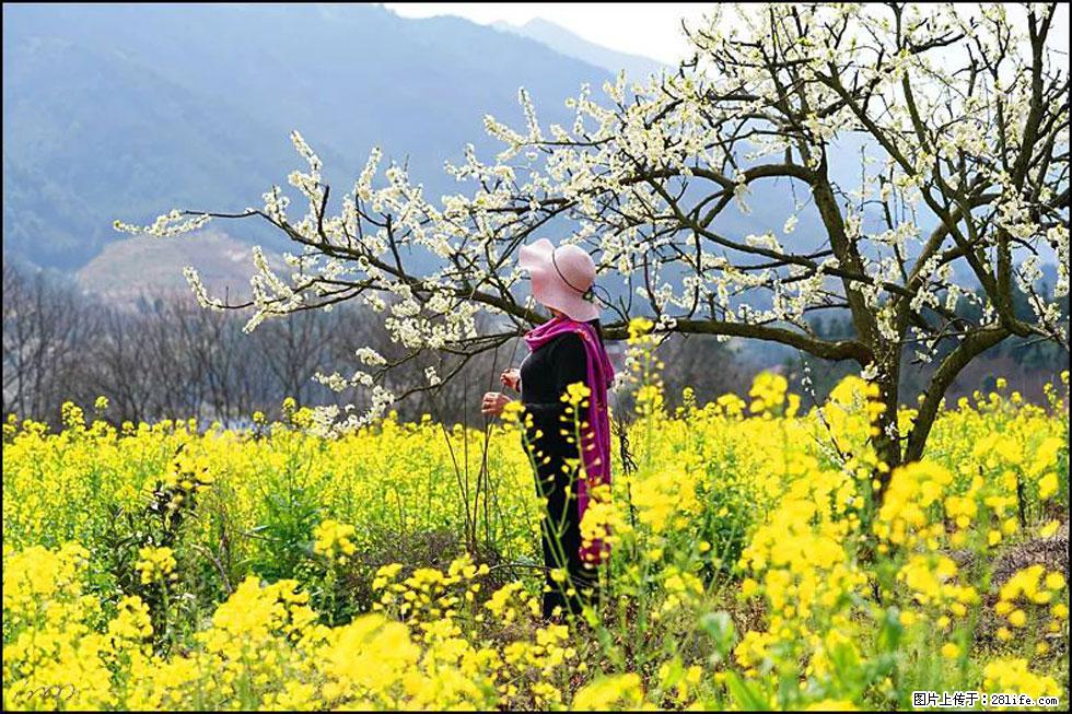 【春天,广西桂林灌阳县向您发出邀请!】长坪村油菜盛情花开 - 游山玩水 - 阜阳生活社区 - 阜阳28生活网 fy.28life.com