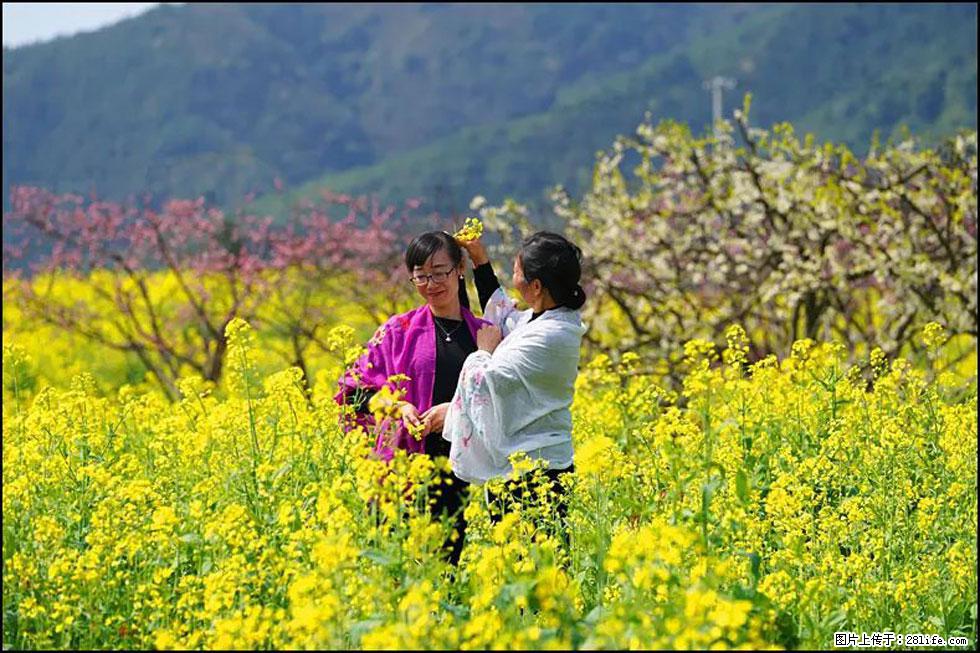 【春天,广西桂林灌阳县向您发出邀请!】长坪村油菜盛情花开 - 游山玩水 - 阜阳生活社区 - 阜阳28生活网 fy.28life.com