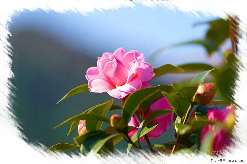 【春天，广西桂林灌阳县向您发出邀请！】杨柳井茶花惹人爱 - 游山玩水 - 阜阳生活社区 - 阜阳28生活网 fy.28life.com