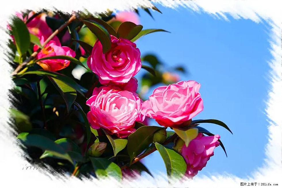 【春天，广西桂林灌阳县向您发出邀请！】杨柳井茶花惹人爱 - 游山玩水 - 阜阳生活社区 - 阜阳28生活网 fy.28life.com