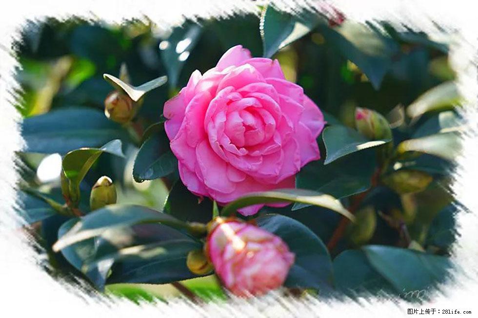 【春天，广西桂林灌阳县向您发出邀请！】杨柳井茶花惹人爱 - 游山玩水 - 阜阳生活社区 - 阜阳28生活网 fy.28life.com