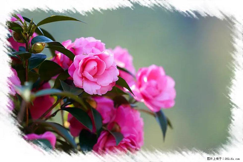 【春天，广西桂林灌阳县向您发出邀请！】杨柳井茶花惹人爱 - 游山玩水 - 阜阳生活社区 - 阜阳28生活网 fy.28life.com