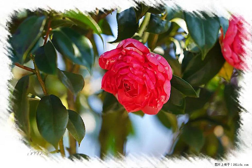 【春天，广西桂林灌阳县向您发出邀请！】杨柳井茶花惹人爱 - 游山玩水 - 阜阳生活社区 - 阜阳28生活网 fy.28life.com