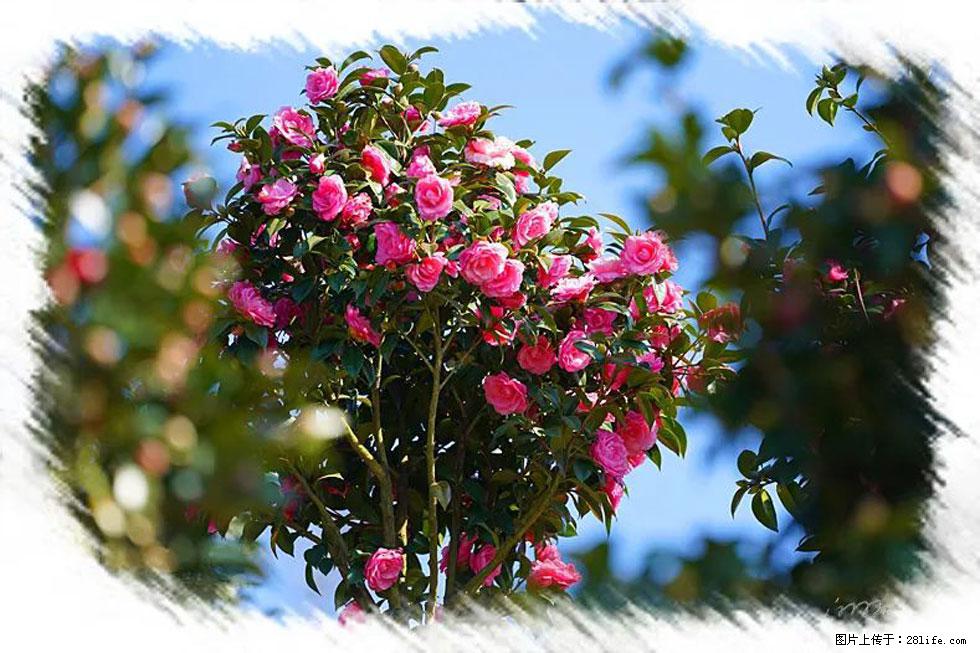 【春天，广西桂林灌阳县向您发出邀请！】杨柳井茶花惹人爱 - 游山玩水 - 阜阳生活社区 - 阜阳28生活网 fy.28life.com