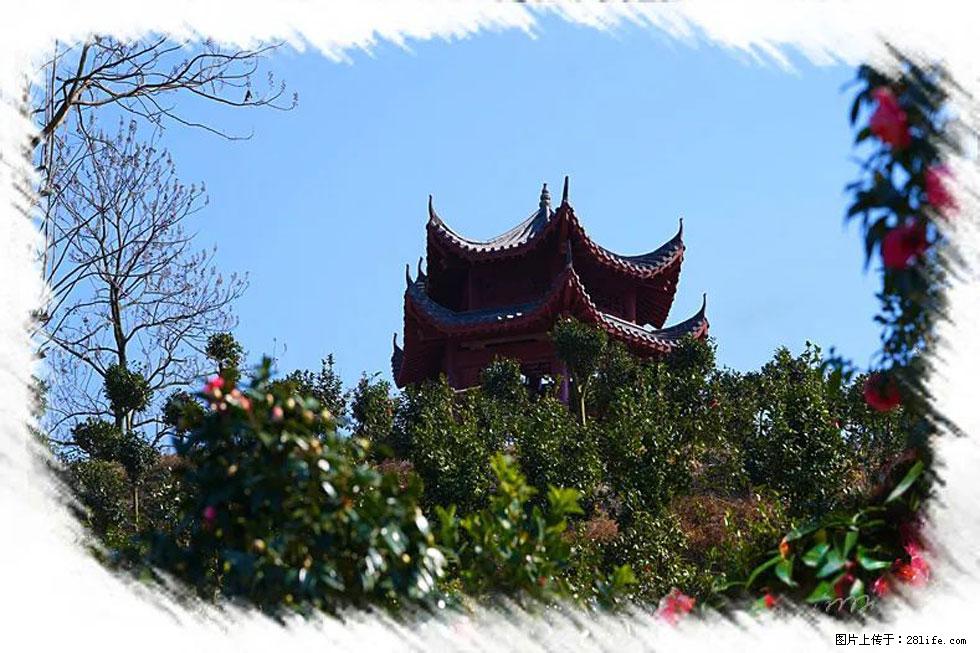 【春天，广西桂林灌阳县向您发出邀请！】杨柳井茶花惹人爱 - 游山玩水 - 阜阳生活社区 - 阜阳28生活网 fy.28life.com