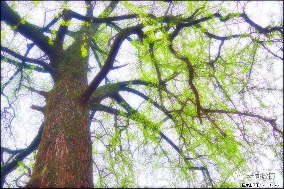 【春天,广西桂林灌阳县向您发出邀请!】在小龙村与春天约会 - 游山玩水 - 阜阳生活社区 - 阜阳28生活网 fy.28life.com