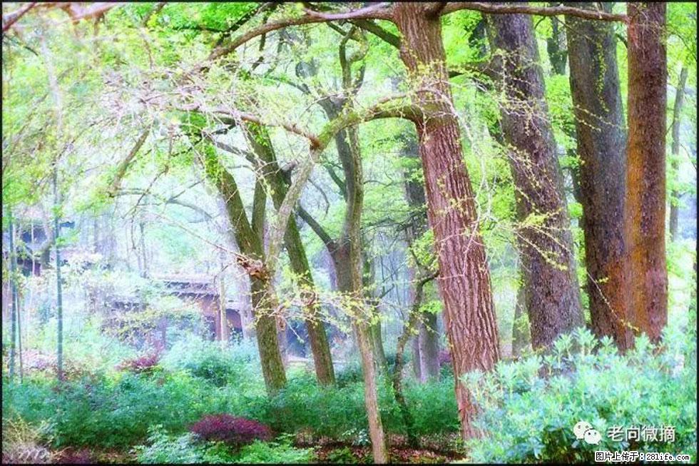 【春天,广西桂林灌阳县向您发出邀请!】在小龙村与春天约会 - 游山玩水 - 阜阳生活社区 - 阜阳28生活网 fy.28life.com