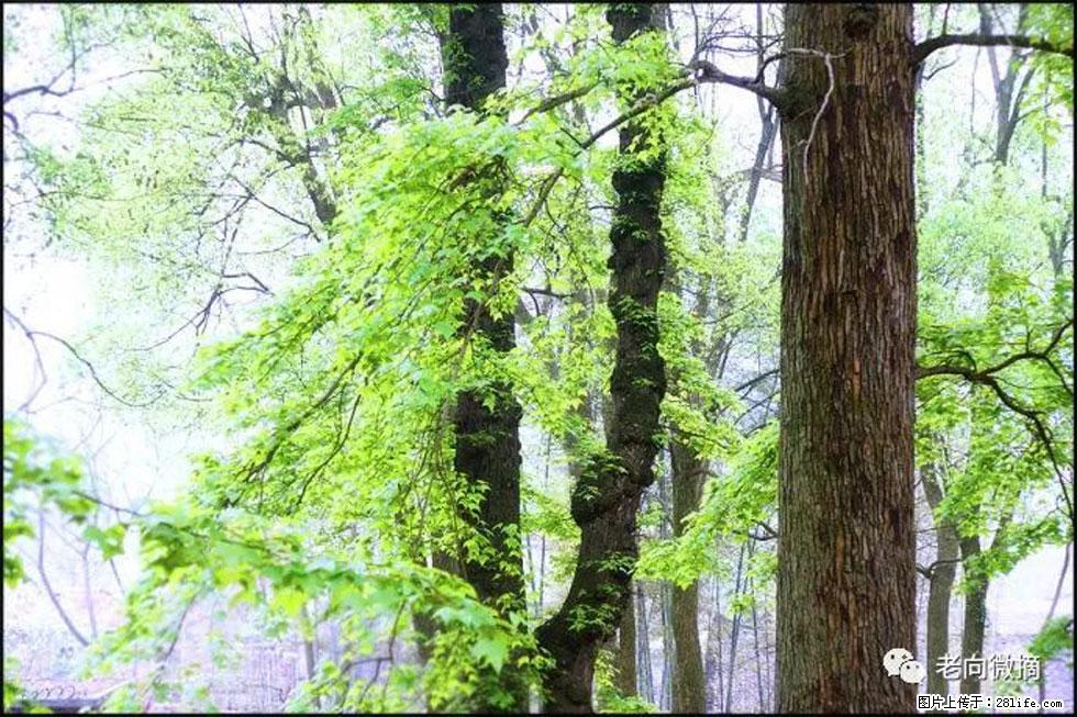 【春天,广西桂林灌阳县向您发出邀请!】在小龙村与春天约会 - 游山玩水 - 阜阳生活社区 - 阜阳28生活网 fy.28life.com