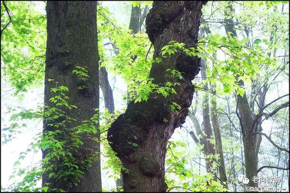 【春天,广西桂林灌阳县向您发出邀请!】在小龙村与春天约会 - 游山玩水 - 阜阳生活社区 - 阜阳28生活网 fy.28life.com