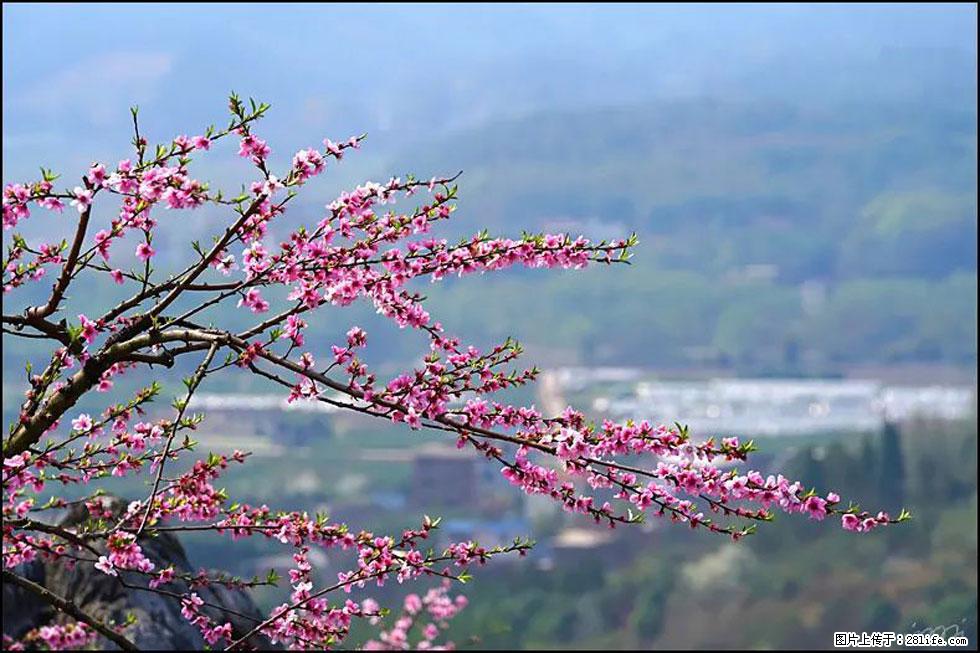 【春天,广西桂林灌阳县向您发出邀请!】望月岭上桃花开 - 游山玩水 - 阜阳生活社区 - 阜阳28生活网 fy.28life.com