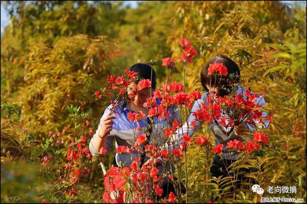 【春天，广西桂林灌阳县向您发出邀请！】登麒麟山，相约映山红 - 游山玩水 - 阜阳生活社区 - 阜阳28生活网 fy.28life.com