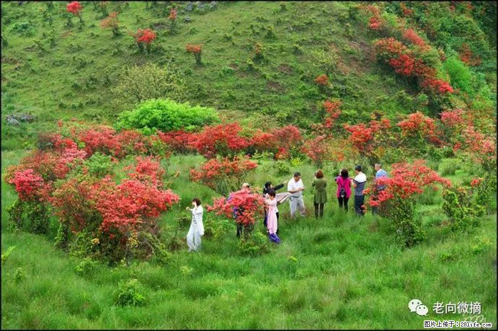 【春天，广西桂林灌阳县向您发出邀请！】宝盖山上映山红 - 游山玩水 - 阜阳生活社区 - 阜阳28生活网 fy.28life.com