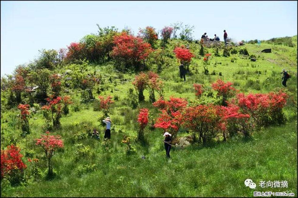 【春天，广西桂林灌阳县向您发出邀请！】宝盖山上映山红 - 游山玩水 - 阜阳生活社区 - 阜阳28生活网 fy.28life.com