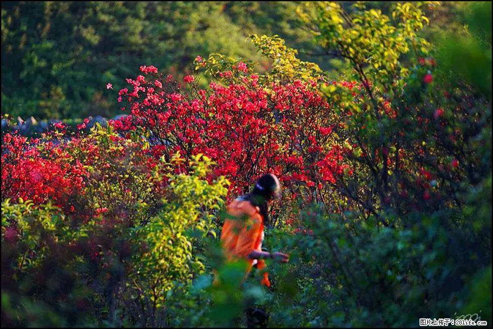 【春天，广西桂林灌阳县向您发出邀请！】春木界上映山红 - 游山玩水 - 阜阳生活社区 - 阜阳28生活网 fy.28life.com