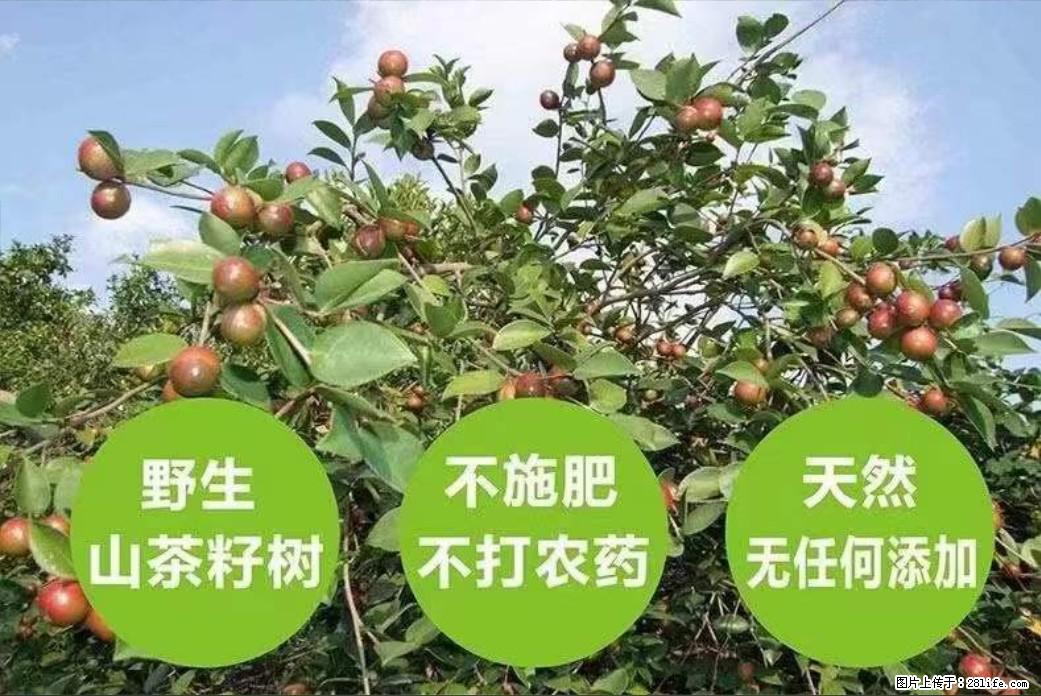 【灌阳县油茶产业示范区】一个有着充实的精神生活的人,对待身外之物自会有一种淡泊的态度 - 美食天地 - 阜阳生活社区 - 阜阳28生活网 fy.28life.com