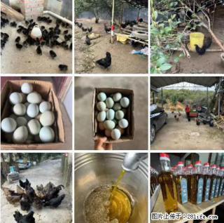 油茶园从小鸡仔开始养起的纯土鸡、土鸡蛋可以预定啦!还有前几天刚榨的纯山茶油哦 - 阜阳28生活网 fy.28life.com