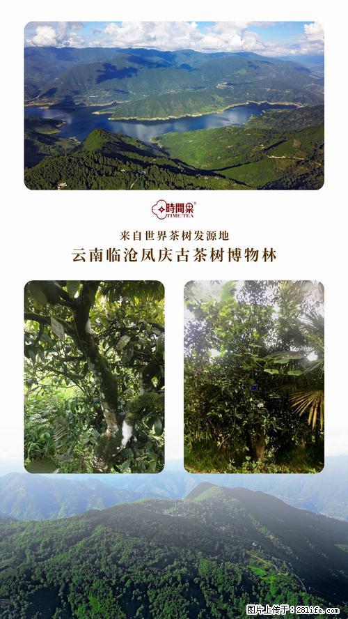 时间果百年古树2025年春红茶 - 购物交流 - 阜阳生活社区 - 阜阳28生活网 fy.28life.com