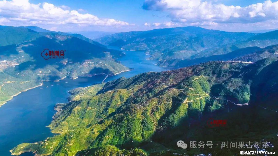 时间果百年古树龙珠普洱生茶 - 购物交流 - 阜阳生活社区 - 阜阳28生活网 fy.28life.com