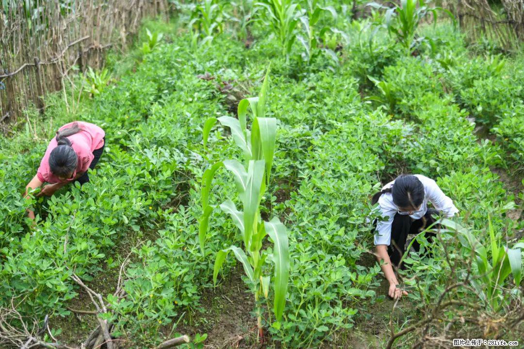 全网追的“扁担女孩”，找了一份暑假工，时薪12元 - 阜阳生活资讯 - 阜阳28生活网 fy.28life.com