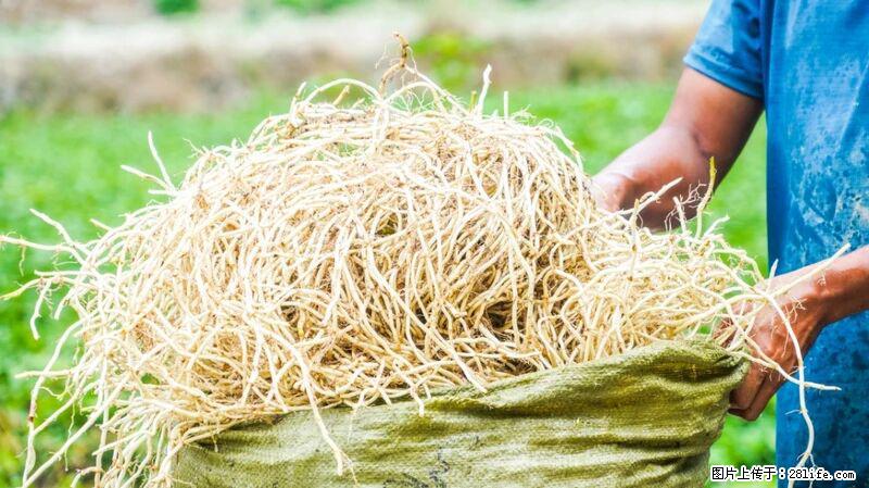 堪称“最难吃”的蔬菜,却是 “抗辐射神器”,还能护肺、清热、止咳化痰! - 阜阳生活资讯 - 阜阳28生活网 fy.28life.com