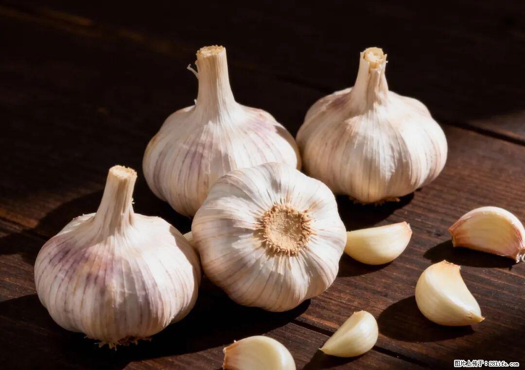 关于大蒜，除了“天然抗生素”，这4个谣言更该警惕! - 阜阳生活资讯 - 阜阳28生活网 fy.28life.com