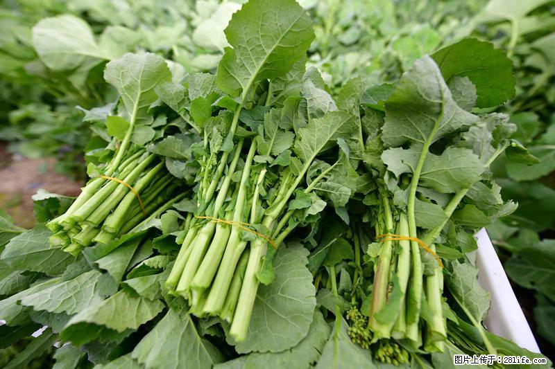 这些蔬菜是“天然钙片”，这6种被医生重点推荐 - 阜阳生活资讯 - 阜阳28生活网 fy.28life.com